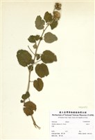 藏品(冬葵子)的圖片